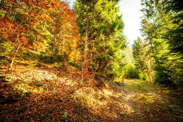 Ukraine. Magnifique scène d'automne avec une route dans la forêt. Les arbres pittoresques sont habillés de belles couleurs. Les rayons du soleil traversant la feuille multicolore d'automne peignent tout avec - Photo, image