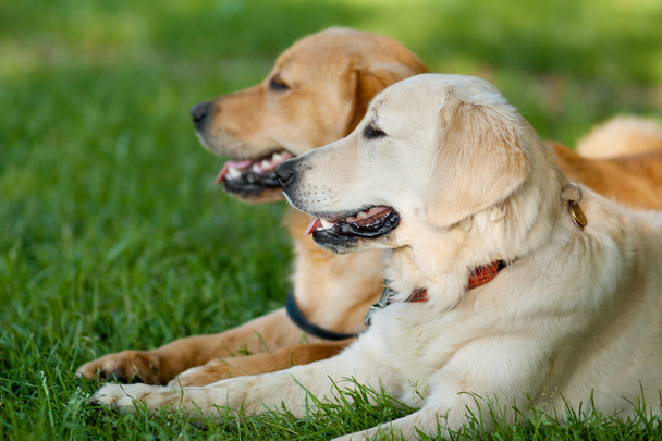 Portrait of two young beauty dogs - Photo, Image