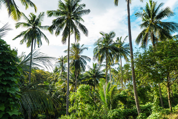 coconut tree in the morning on a tropical island,tropical tree - Фото, зображення