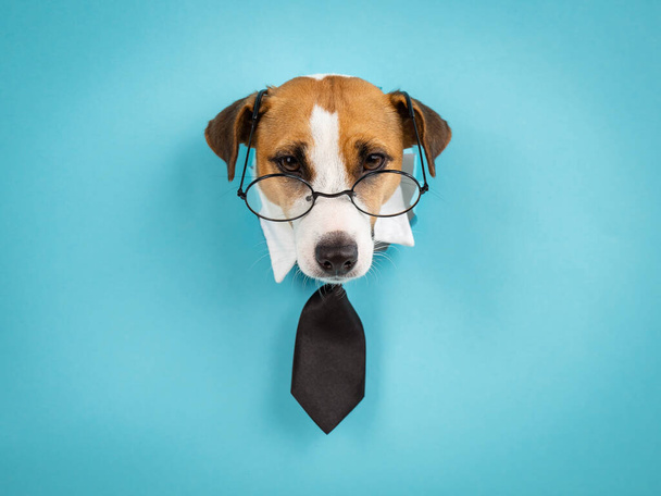 Dog jack russell terrier in glasses and a tie sticks out of a hole in a blue background - Φωτογραφία, εικόνα