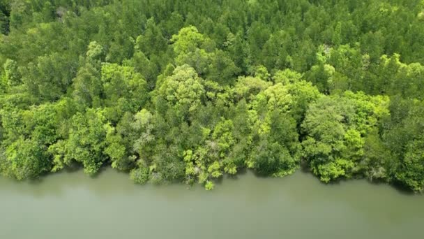 Dron letící nad mořem a mangrovovým lesem Krajina Vysoký úhel pohledu. Dynamické letecké záběry Úžasný pohled na přírodu - Záběry, video