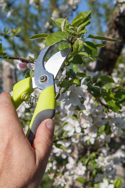 Rolnik opiekuje się ogrodem. Przycinanie drzew owocowych. Człowiek z nożycami do strzyżenia gałęzi jabłoni - Zdjęcie, obraz