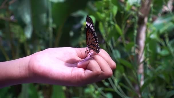 Mooie vlinder wappert zijn vleugels op de hand van een klein meisje Verbazingwekkende vlinder in de natuur bos - Video