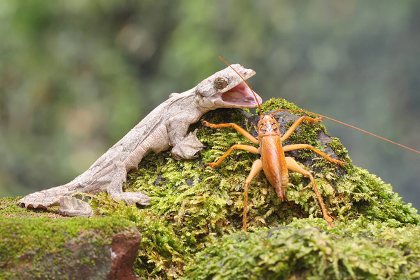 A Kuhl's flying gecko is ready to prey on a cricket. This reptile has the scientific name Ptychozoon kuhli.  - Photo, Image