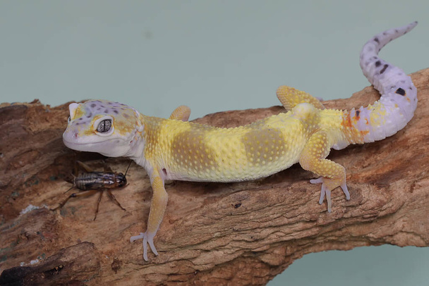 Un gecko léopard se prélassant sur une bûche pourrie. Reptiles avec des couleurs attrayantes ont le nom scientifique Eublepharis macularius.  - Photo, image