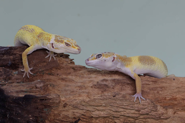 Dwóch gekonów lamparta opalających się na gnijącym pniu. Gady o atrakcyjnych kolorach mają naukową nazwę Eublepharis macularius.  - Zdjęcie, obraz