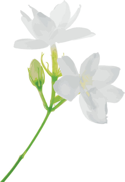Resumen de flor de jazmín árabe sobre fondo blanco. (Nombre científico Jasminum Sambac) - Foto, Imagen