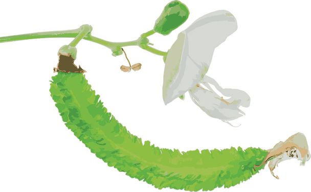 Die Bohnenpflanze des Flügels abstrahieren. (Wissenschaftlicher Name Psophocarpus tetragonolobus) - Foto, Bild