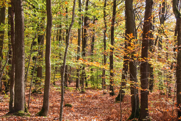 autumn forest in the morning - Foto, Imagem