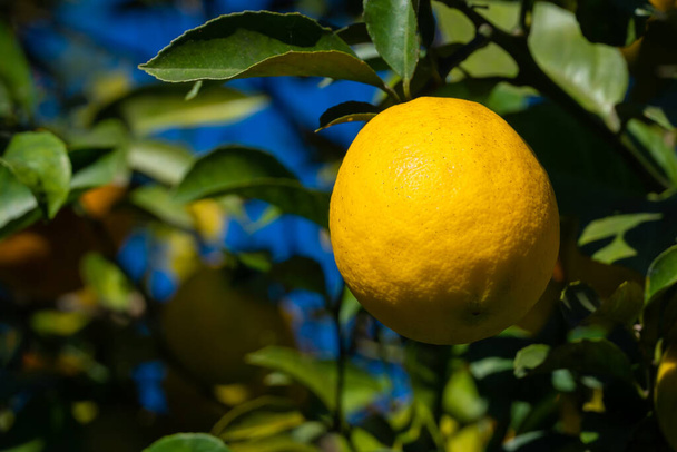Güneşli bir günde, ağaçta olgun bir limonu yakından çek, boşluğu kopyala - Fotoğraf, Görsel