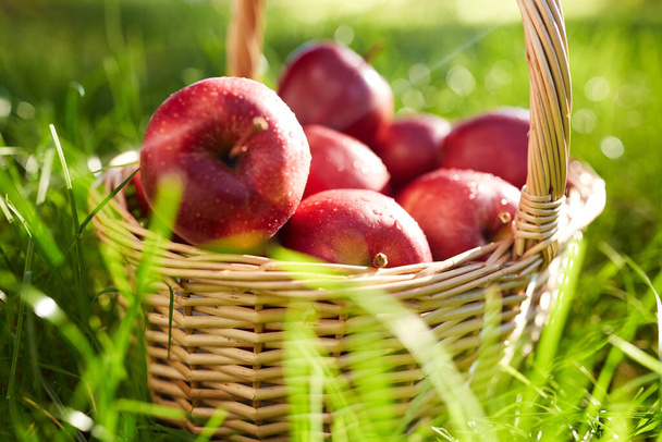 season, gardening and harvesting concept - red ripe apples in wicker basket on grass - Fotografie, Obrázek