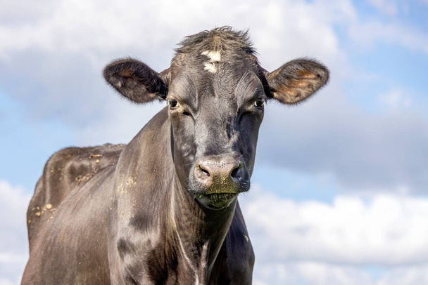 Vaca negra, tiro medio, gruñón polvoriento y un fondo azul nublado - Foto, imagen