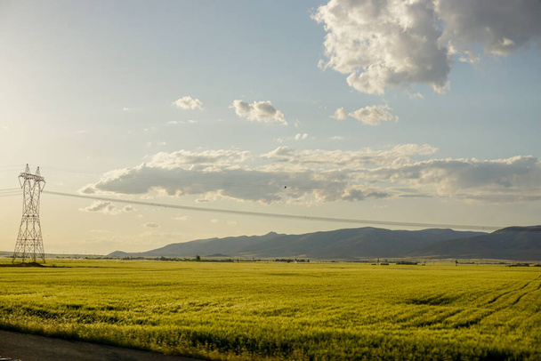 Green wheat ear fields at sunset - Foto, imagen
