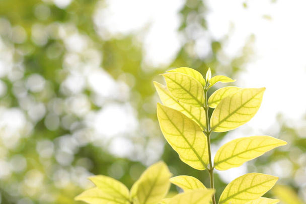 Πράσινη φύση φύλλων σε θολό φόντο, πράσινα φύλλα φύση  - Φωτογραφία, εικόνα