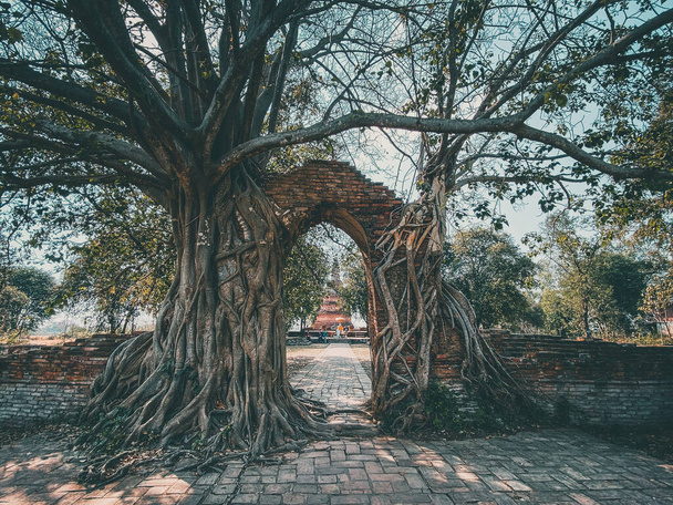Wat Phra Ngam ruin temple in Ayutthaya, Thailand. High quality photo - Foto, afbeelding