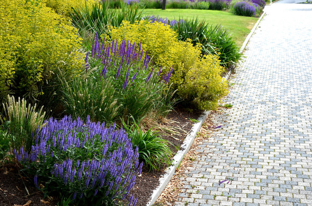 Plate-forme fleurie avec grande plante vivace de fleurs blanches et sous-bois de vivaces jaunes et de sauge dans une composition sèche de violet-bleu jaune et blanc autour d'un parc avec une pelouse - Photo, image