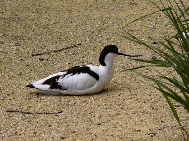 Pied avocet, Recurvirostra avosetta, sits by a green clump of grass. - Photo, Image