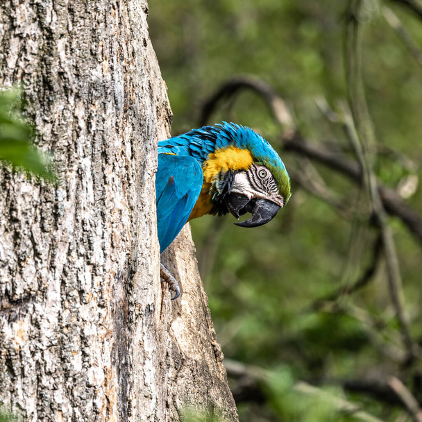 Modro-žluté Macaw, Ara arauna také známý jako modro-zlatý macaw, je velký jihoamerický papoušek s většinou modré horní části a světle oranžové spodní části - Fotografie, Obrázek