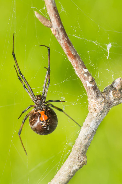 Eteläinen musta leski hämähäkki - Latrodectus mactans - Valokuva, kuva