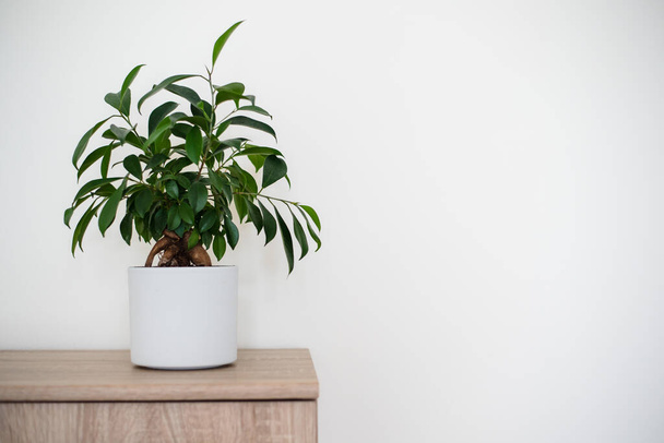 A small bonsai ficus tree (Ficus ginseng) planted in a white pot. Copyspace - Photo, Image