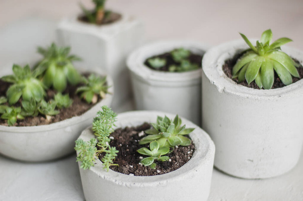 mini succulents poussant dans des pots en béton  - Photo, image