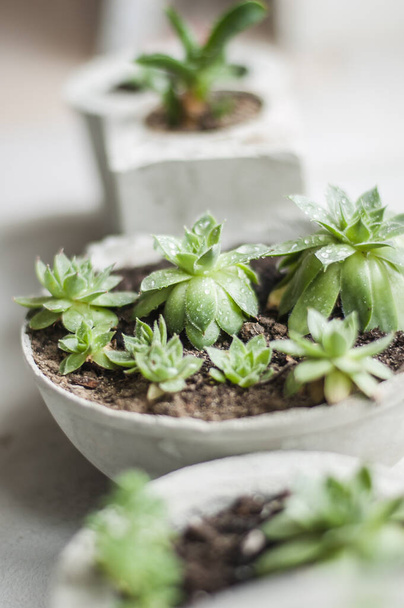 mini piante grasse che crescono in vasi di cemento  - Foto, immagini