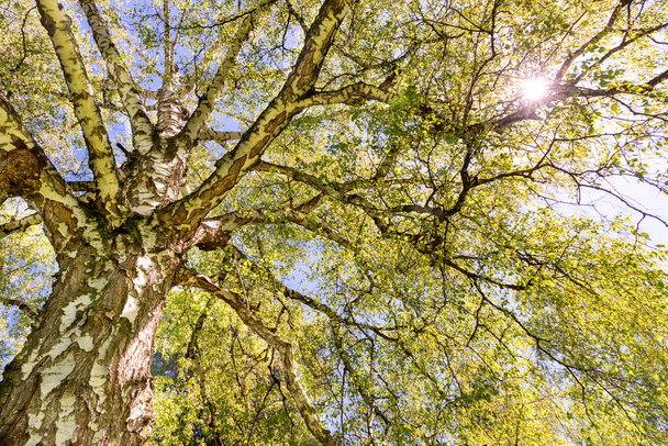 Grote berkenboom top met groene bladeren en zonlicht - Foto, afbeelding