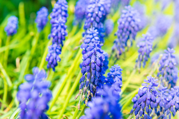 Mavi çiçekler sümbül çiçekleri, bahar çiçekleri. - Fotoğraf, Görsel