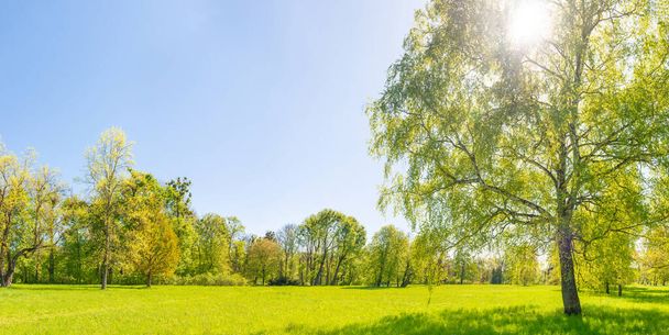 Grüne Bäume im Frühlingswald mit grünen Blättern, grünem Gras und blauem Himmel - Foto, Bild