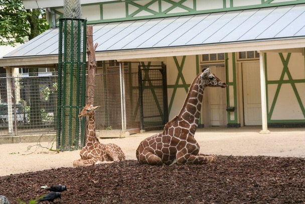 giraffes in zoo safari park. High quality photo - Foto, Bild