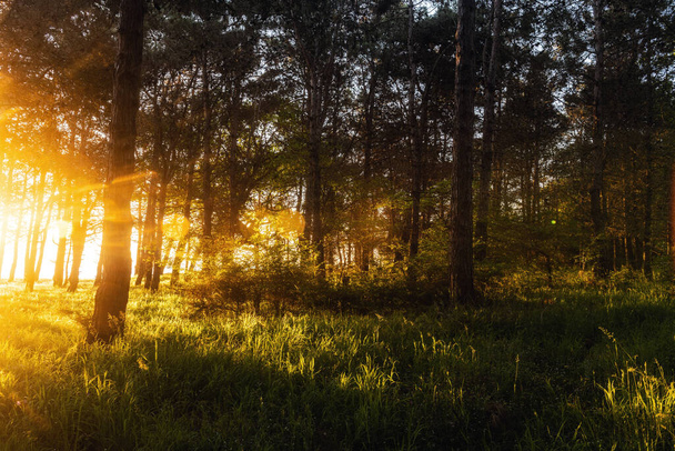 Morning rays of the rising sun in the green forest - Φωτογραφία, εικόνα