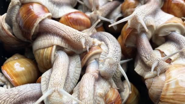 Many snails crawl for food on snail farm. 4K slow motion video clip - Footage, Video