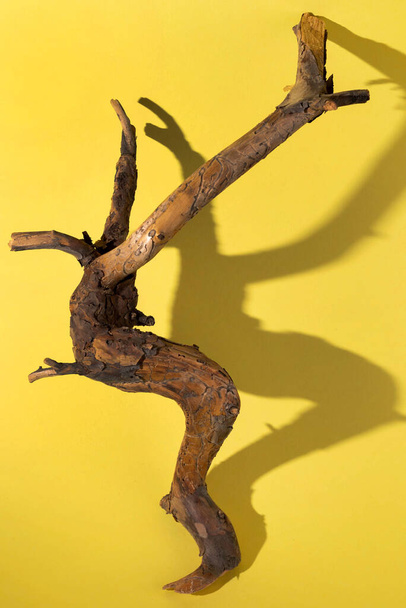 Dry branch of an unusually shaped tree on a yellow background in hard light. - Foto, imagen