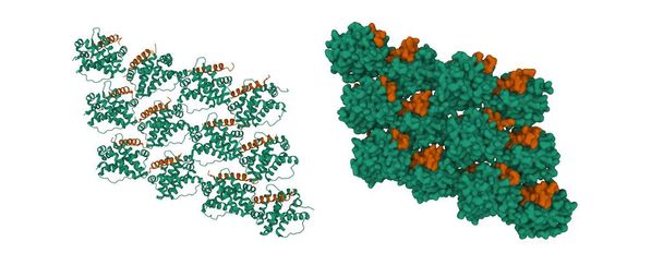 Индуцированный белок дифференцировки клеток миелоидного лейкоза Mcl-1 (зеленый) в комплексе с Mule (коричневый). 3D мультфильм и гауссовы модели поверхности, PDB 5c6h, белый фон. - Фото, изображение