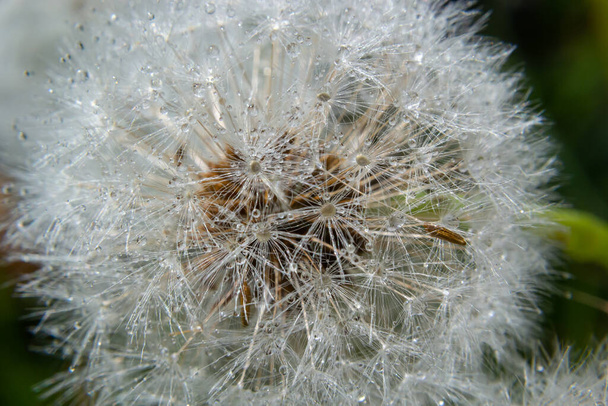 Tavallinen voikukka Taraxacum officinale haalistuneet kukat näyttää lumipallo, kypsä cypselae hedelmät. - Valokuva, kuva