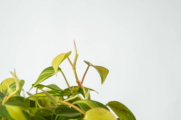 Philodendron Brasil on perään huonekasvi sisätilojen valkoisella pohjalla puupöydällä. sisäkasvit valkoisessa kattilassa. Kopioi tila - Valokuva, kuva