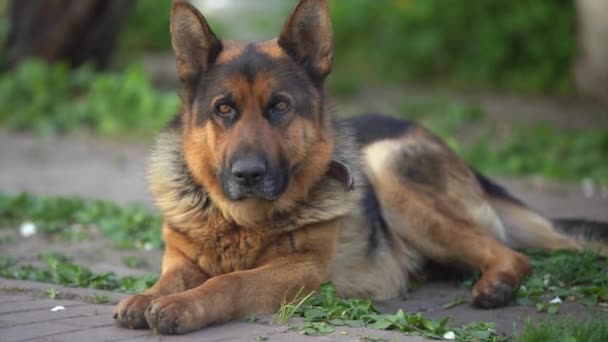 Beautiful german shepherd dog, smart and easy to train. - Footage, Video
