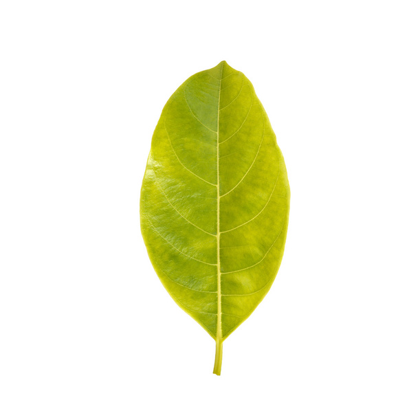 Tree Leaf isolated on white background - Foto, afbeelding