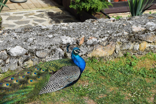 Un pavo real multicolor con un tinte azul-verde descansa sobre la hierba en un monasterio en Macedonia del Norte - Foto, Imagen