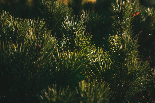 Pine bright green branches in sunlight - 写真・画像