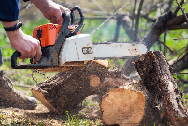 A man with a chainsaw in his hands saws old trees, sawdust fly to the sides. - Zdjęcie, obraz