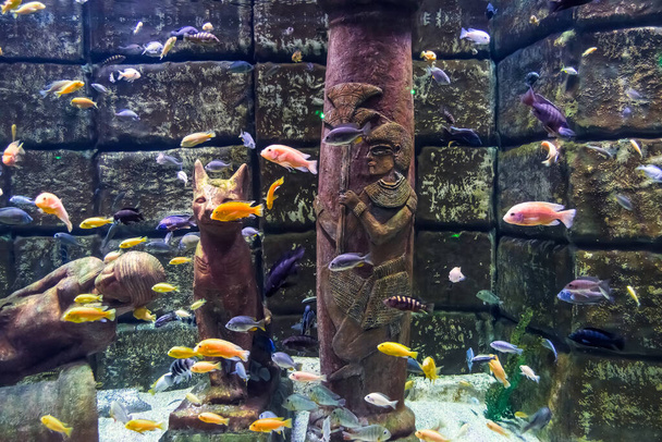 Underwater picture, colorful fish swim near ancient Egyptian sculptures - Foto, immagini