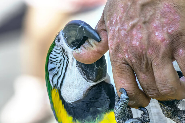 Ара это род ара, зеленокрылый ара, также известный как красно-зеленый, Птица кусает человека за палец его руки - Фото, изображение