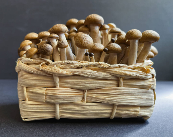 Fresh beige shimeji mushrooms in a wicker basket on a dark background. Fresh Mushrooms Superfood Trend. - Zdjęcie, obraz