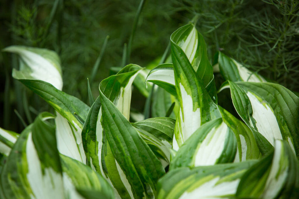 Le buisson vert Hosta. Hosta part. Beau fond de feuilles Hosta. Hosta - une plante ornementale pour l'aménagement paysager du parc et du jardin. - Photo, image