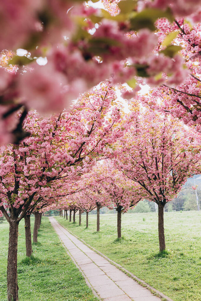 Schöne Kirschblüte sakura im Frühling auf dem Hintergrund der Natur. Botanischer Garten. Zarte Blüte. Aroma und Duft. Frühlingszeit. Zweig von Sakura. Parfümeriekonzept. - Foto, Bild