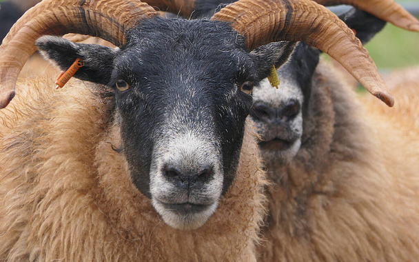 Blackface Sheep stoi za bramą we wstrzykiwaczu w Irlandii - Zdjęcie, obraz