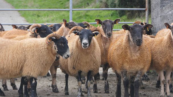 Blackface Lammas seisoo portin takana käsittelykynässä Irlannissa - Valokuva, kuva