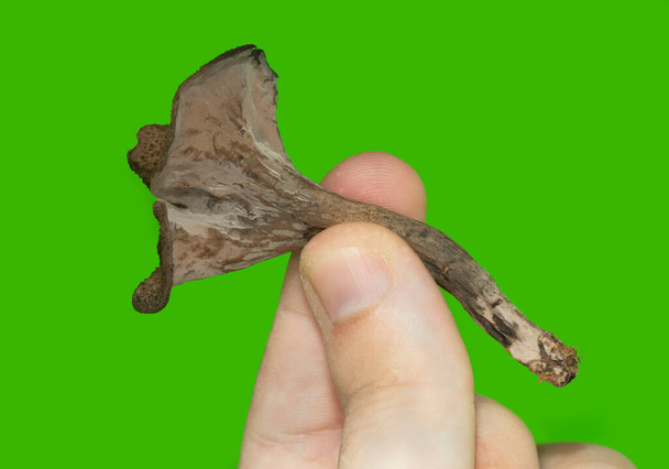Dedos sosteniendo el cuerno de la abundancia, Craterellus cornucopioides sobre un fondo verde - Foto, imagen