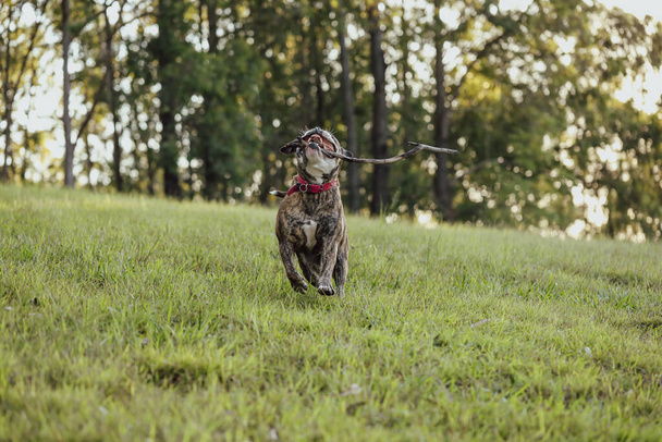 American Bulldog παίζει πιάσε στο πάρκο με μεγάλο ραβδί - Φωτογραφία, εικόνα